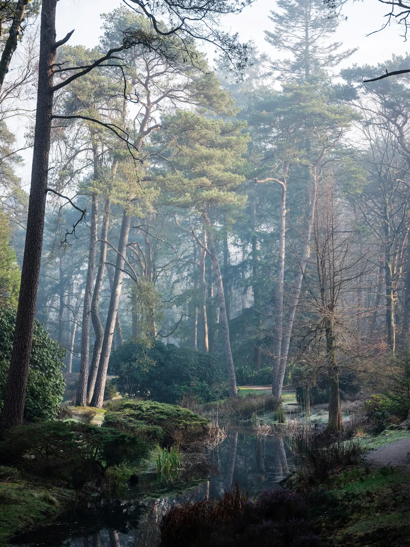 Een mooi beeld van het bos in de ochtend