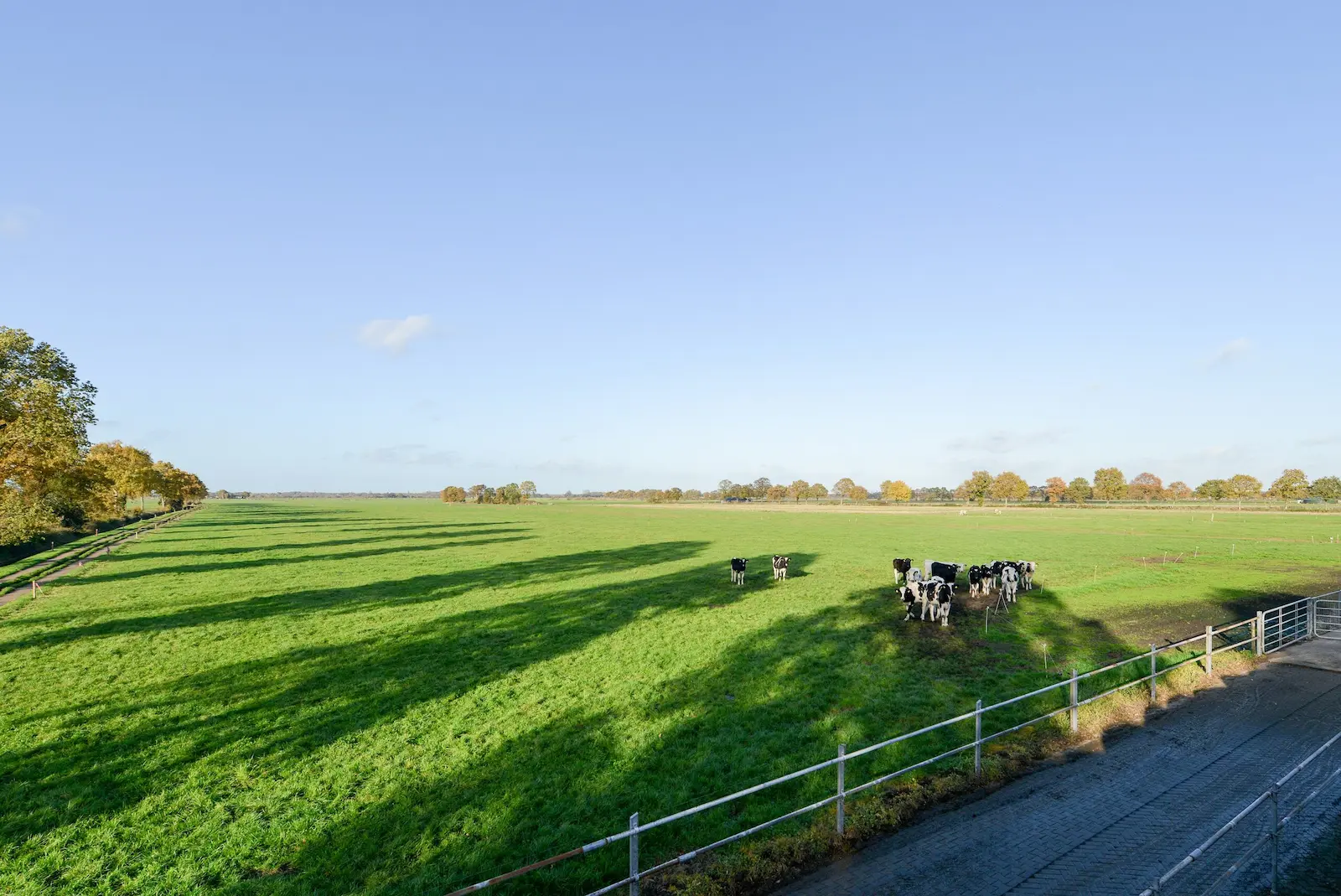 Landelijk beeld met koeien op een weiland