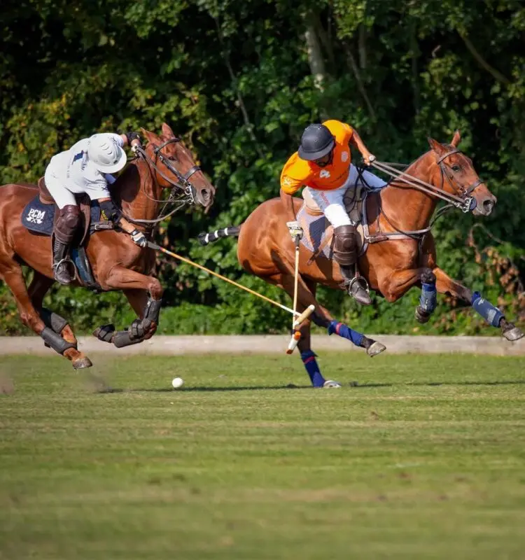Polo met paarden