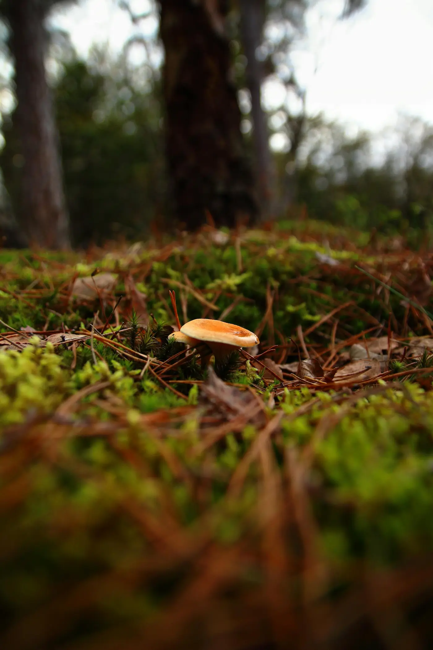 Foto van het bos bij Austerlitz