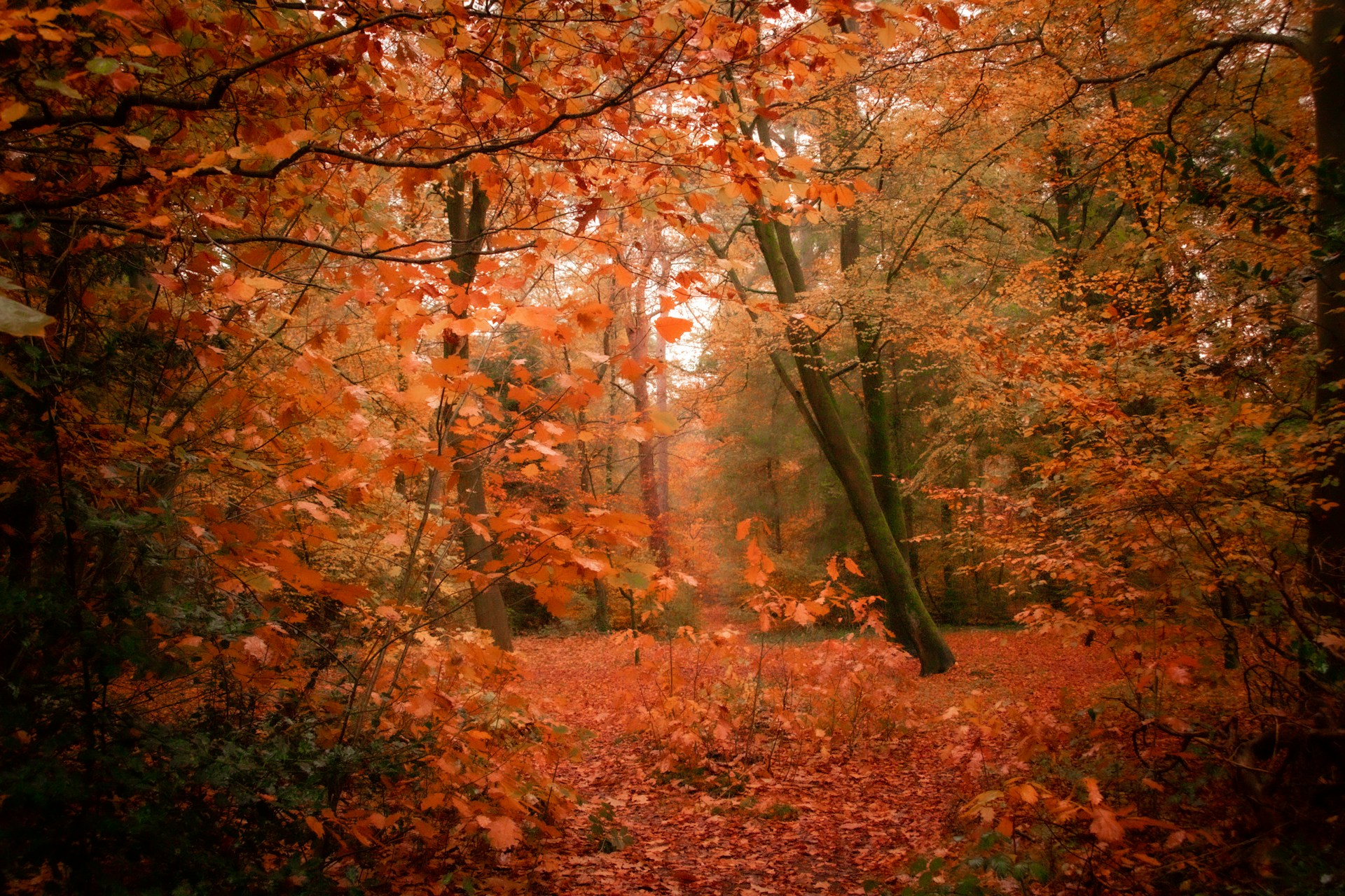 Foto herfst Zeist